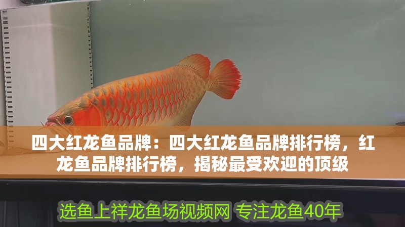 四大紅龍魚品牌：四大紅龍魚品牌排行榜，紅龍魚品牌排行榜，揭秘最受歡迎的頂級