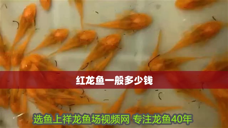 紅龍魚一般多少錢