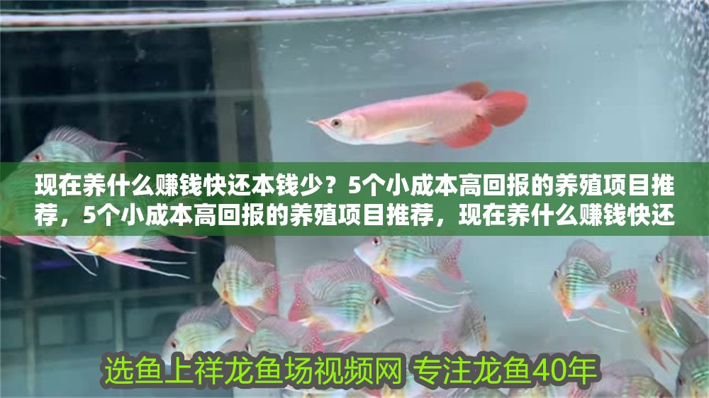 現在養什么賺錢快還本錢少?5個小成本高回報的養殖項目推薦,5個小成本高回報的養殖項目推薦,現在養什么賺錢快還本錢少? 龍魚百科 第1張 現在養什么賺錢快還本錢少?5個小成本高回報的養殖項目推薦,5個小成本高回報的養殖項目推薦,現在養什么賺錢快還本錢少? 現在養什么賺錢快還本錢少?5個小成本高回報的養殖項目推薦,5個小成本高回報的養殖項目推薦,現在養什么賺錢快還本錢少? 龍魚百科 第1張