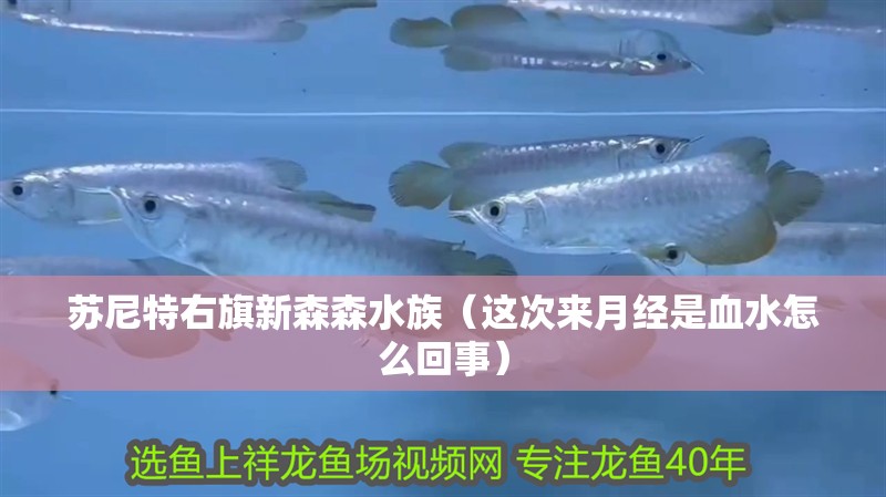 蘇尼特右旗新森森水族（這次來月經(jīng)是血水怎么回事）