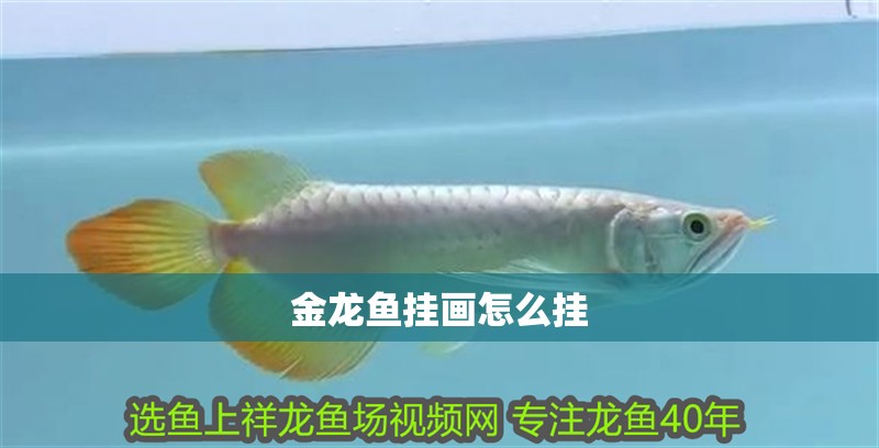 金龍魚掛畫怎么掛 金龍魚掛畫怎么掛 龍魚百科 第2張
