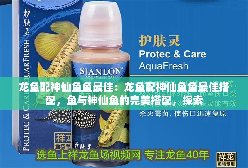 龍魚配神仙魚魚最佳：龍魚配神仙魚魚最佳搭配，魚與神仙魚的完美搭配，探索
