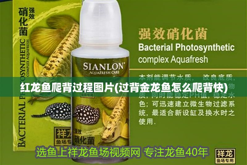 紅龍魚爬背過程圖片(過背金龍魚怎么爬背快)