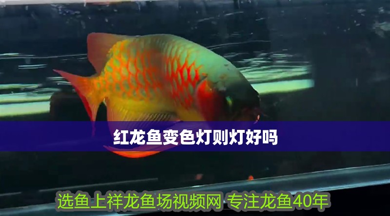 紅龍魚變色燈則燈好嗎 龍魚百科 第2張 紅龍魚變色燈則燈好嗎 紅龍魚變色燈則燈好嗎 龍魚百科 第2張