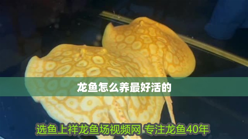 龍魚怎么養最好活的