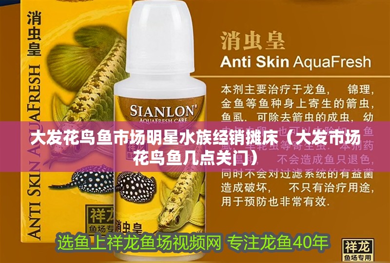 大發(fā)花鳥魚市場明星水族經銷攤床（大發(fā)市場花鳥魚幾點關門）