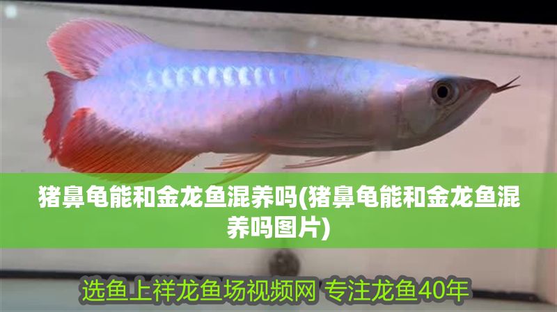 豬鼻龜能和金龍魚混養(yǎng)嗎(豬鼻龜能和金龍魚混養(yǎng)嗎圖片)