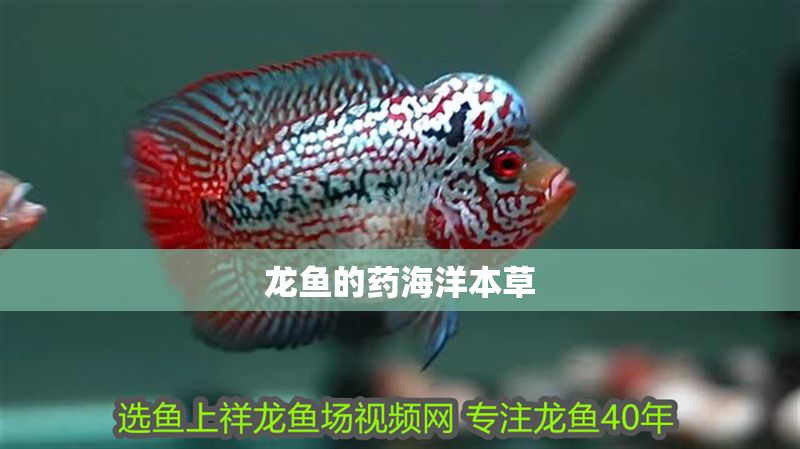 龍魚的藥海洋本草