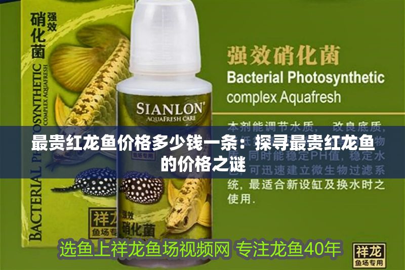 最貴紅龍魚價格多少錢一條：探尋最貴紅龍魚的價格之謎