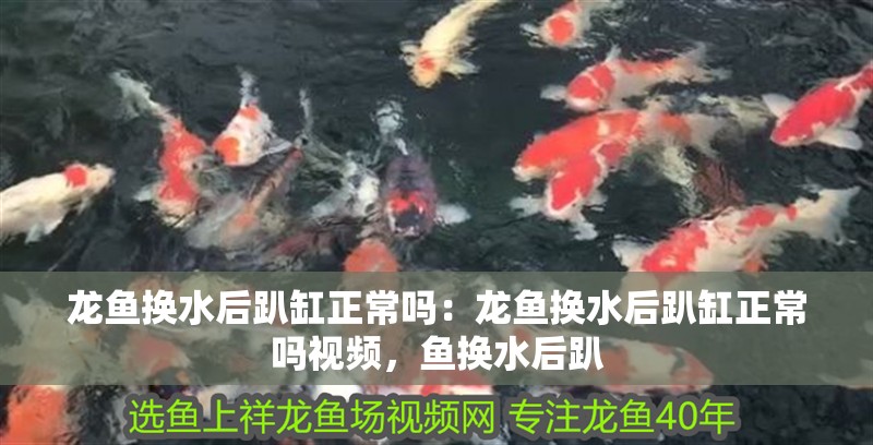 龍魚換水后趴缸正常嗎：龍魚換水后趴缸正常嗎視頻，魚換水后趴