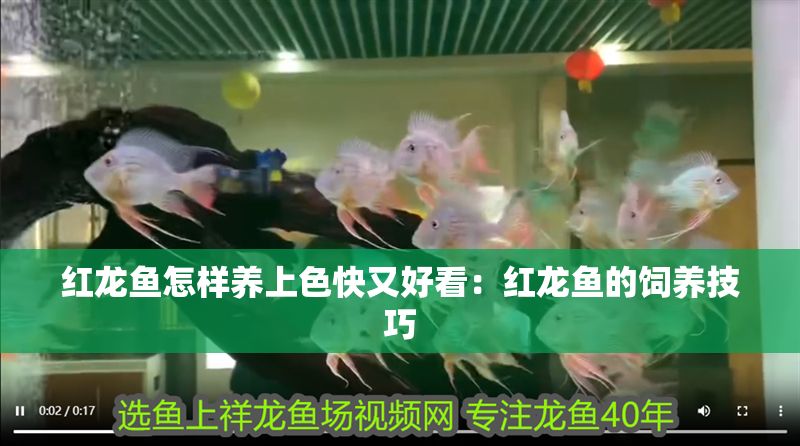 紅龍魚怎樣養(yǎng)上色快又好看：紅龍魚的飼養(yǎng)技巧