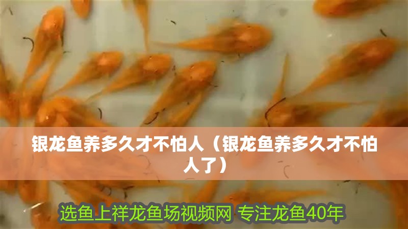 銀龍魚養多久才不怕人（銀龍魚養多久才不怕人了）