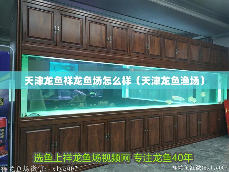 天津龍魚祥龍魚場怎么樣（天津龍魚漁場）