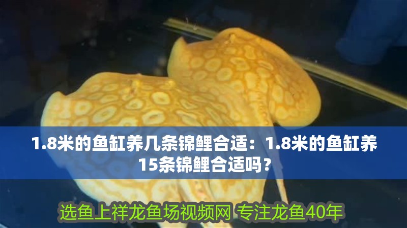 1.8米的魚缸養幾條錦鯉合適：1.8米的魚缸養15條錦鯉合適嗎？