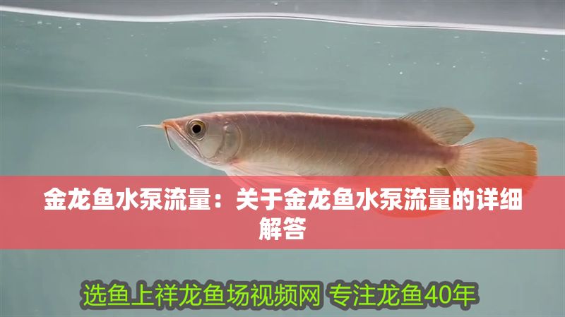 金龍魚水泵流量：關于金龍魚水泵流量的詳細解答