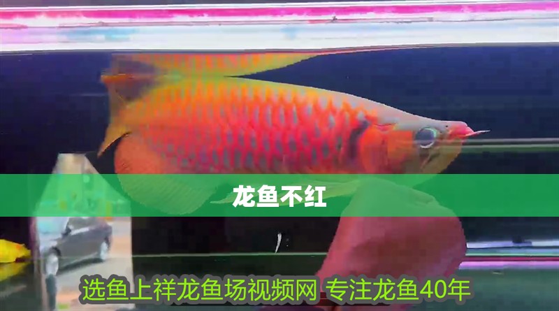 龍魚不紅