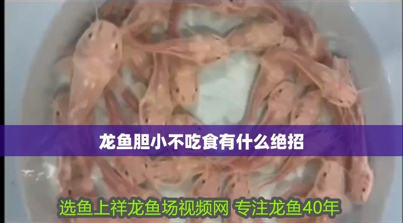 龍魚膽小不吃食有什么絕招