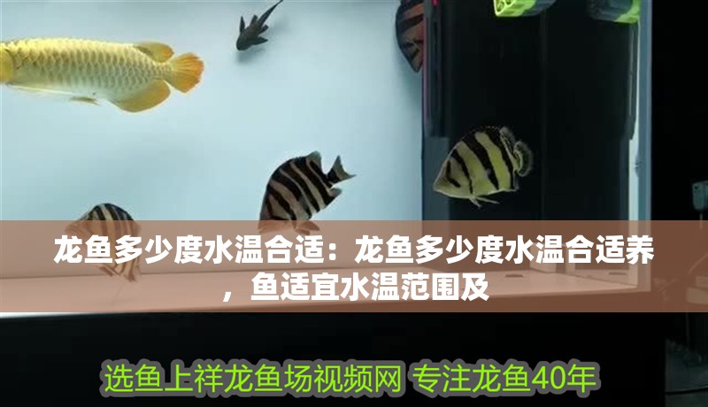龍魚多少度水溫合適：龍魚多少度水溫合適養，魚適宜水溫范圍及
