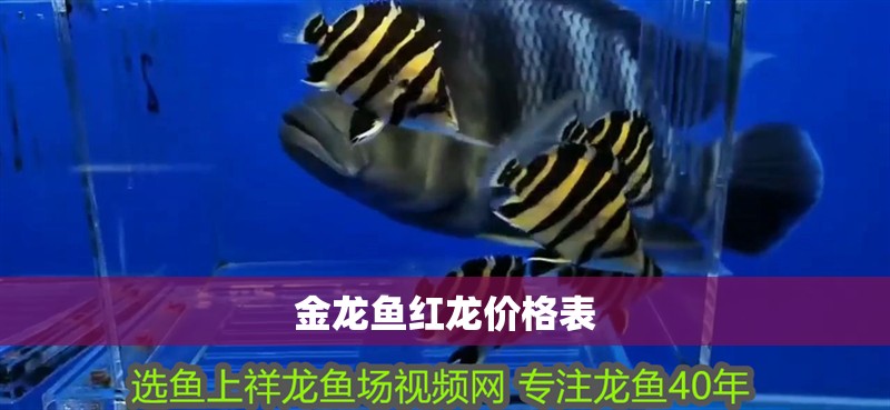 金龍魚紅龍價(jià)格表