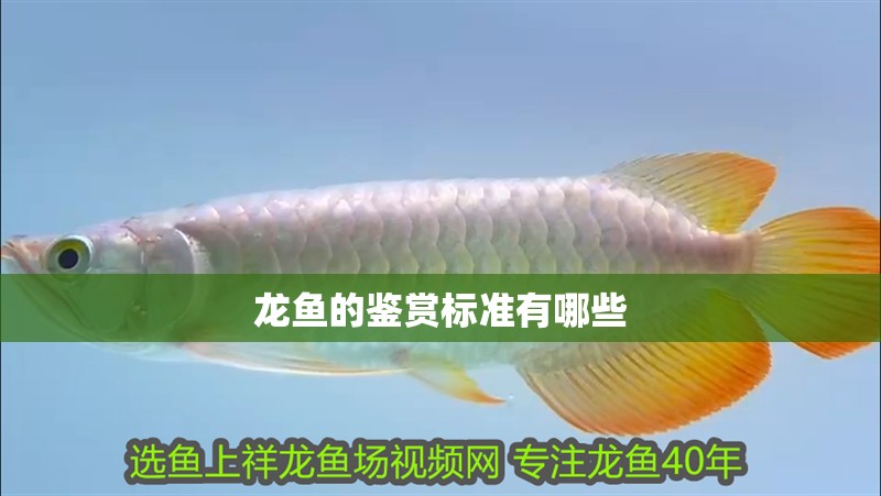 龍魚的鑒賞標(biāo)準(zhǔn)有哪些