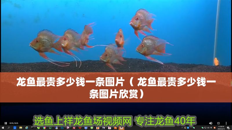 龍魚最貴多少錢一條圖片（ 龍魚最貴多少錢一條圖片欣賞）