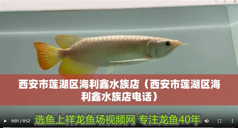 西安市蓮湖區海利鑫水族店（西安市蓮湖區海利鑫水族店電話）