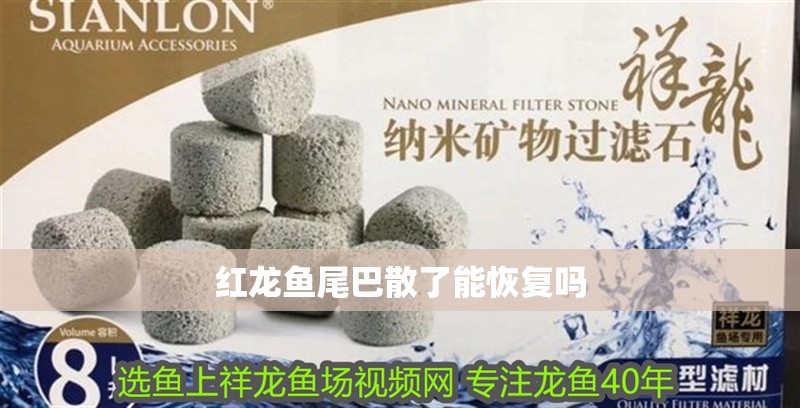 紅龍魚尾巴散了能恢復(fù)嗎