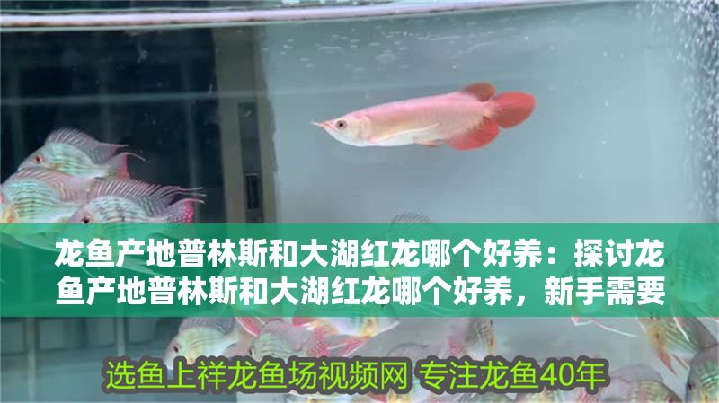 龍魚產(chǎn)地普林斯和大湖紅龍哪個好養(yǎng)：探討龍魚產(chǎn)地普林斯和大湖紅龍哪個好養(yǎng)，新手需要了解