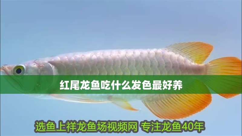 紅尾龍魚吃什么發色最好養