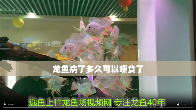 龍魚病了多久可以喂食了