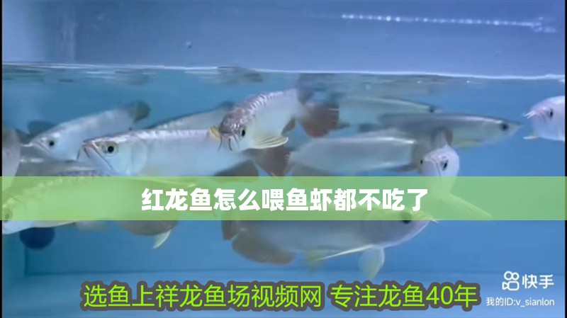 紅龍魚怎么喂魚蝦都不吃了