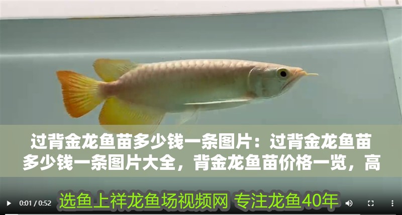 過背金龍魚苗多少錢一條圖片：過背金龍魚苗多少錢一條圖片大全，背金龍魚苗價格一覽，高清