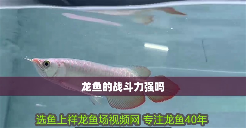 龍魚的戰(zhàn)斗力強(qiáng)嗎
