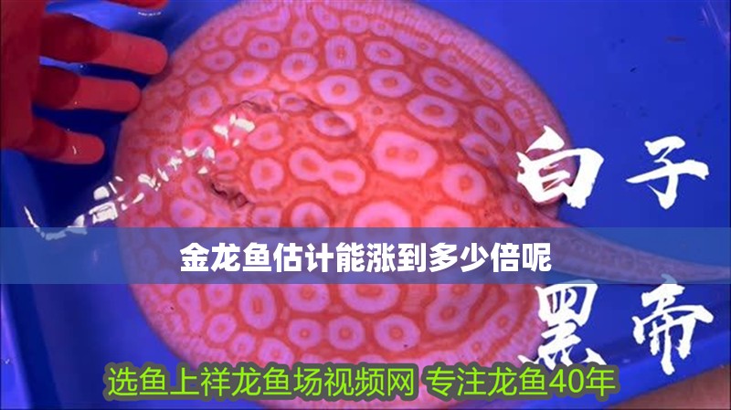 金龍魚(yú)估計(jì)能漲到多少倍呢