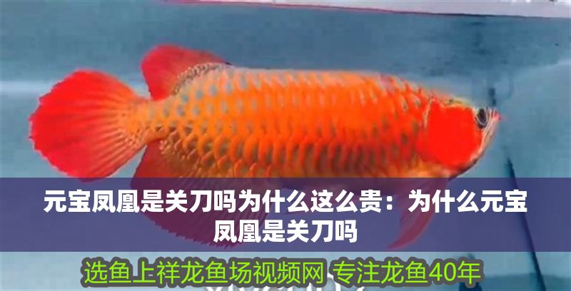 元寶鳳凰是關(guān)刀嗎為什么這么貴：為什么元寶鳳凰是關(guān)刀嗎