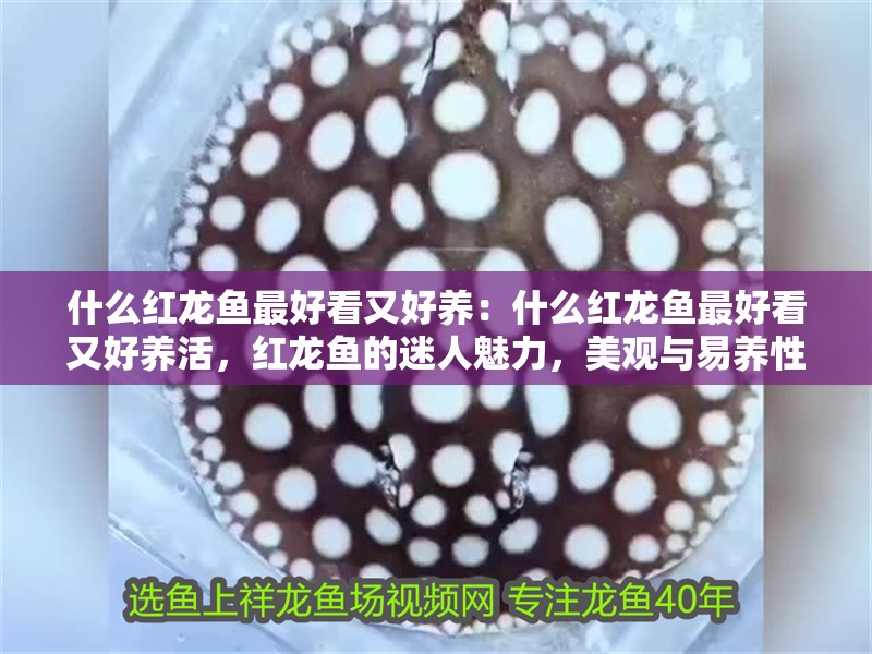 什么紅龍魚最好看又好養：什么紅龍魚最好看又好養活，紅龍魚的迷人魅力，美觀與易養性兼備 什么紅龍魚最好看又好養：什么紅龍魚最好看又好養活，紅龍魚的迷人魅力，美觀與易養性兼備 水族問答