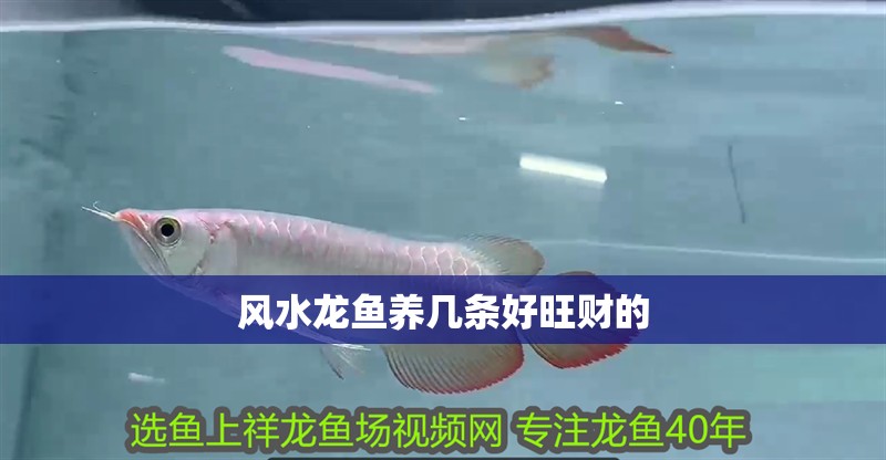 風水龍魚養幾條好旺財的