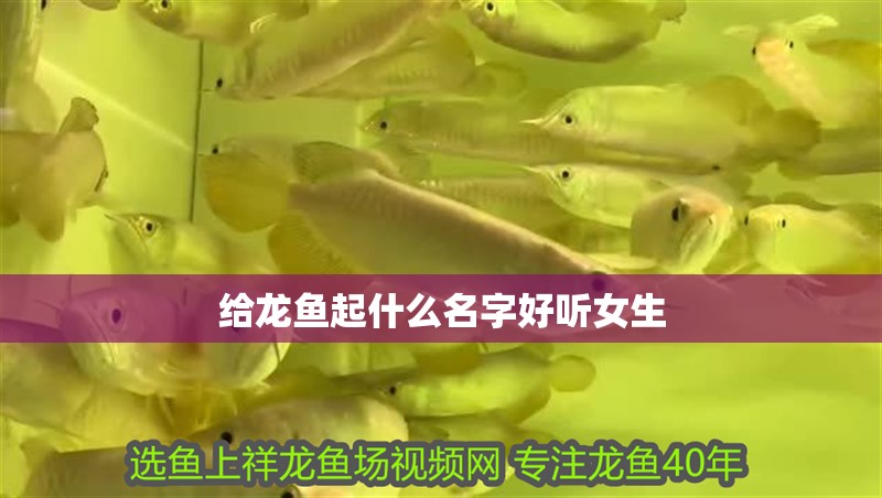 給龍魚起什么名字好聽女生