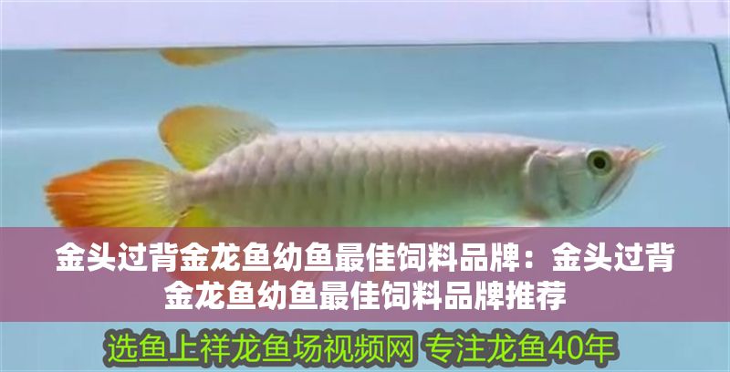 金頭過背金龍魚幼魚最佳飼料品牌：金頭過背金龍魚幼魚最佳飼料品牌推薦