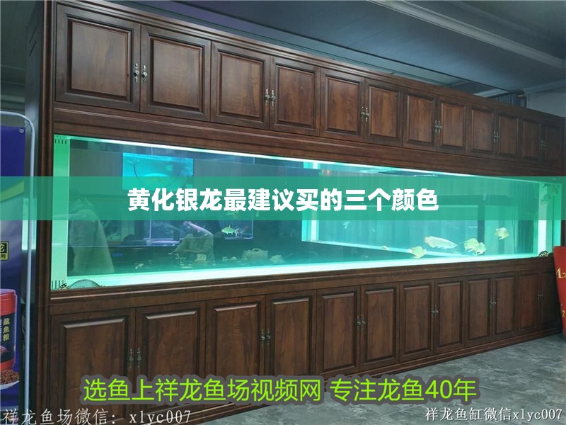 黃化銀龍最建議買的三個顏色