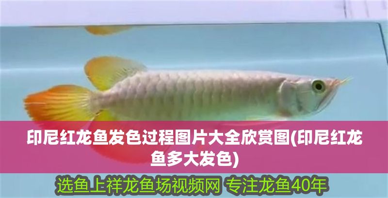 印尼紅龍魚發(fā)色過程圖片大全欣賞圖(印尼紅龍魚多大發(fā)色)