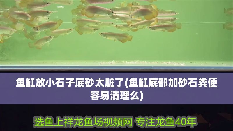 魚缸放小石子底砂太臟了(魚缸底部加砂石糞便容易清理么) 魚缸放小石子底砂太臟了(魚缸底部加砂石糞便容易清理么) 元寶鳳凰魚百科 第1張