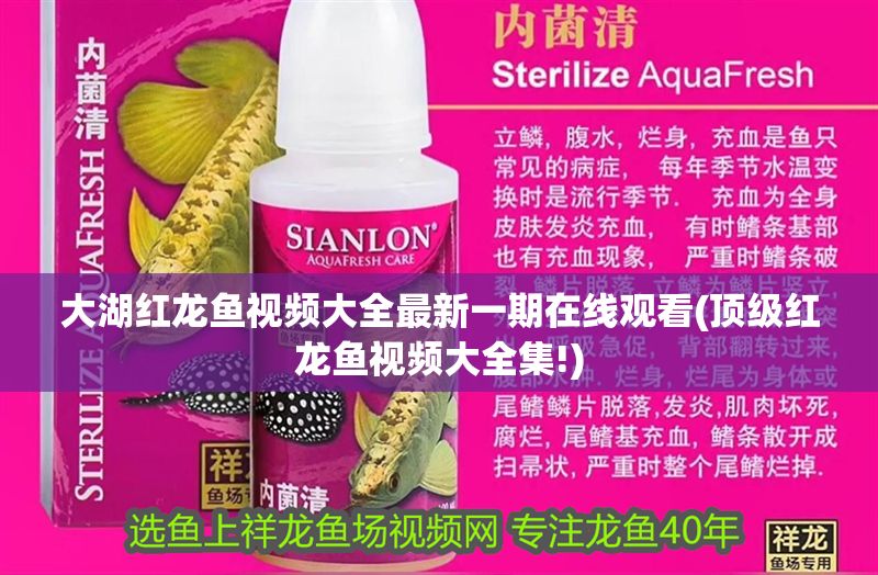 大湖紅龍魚視頻大全最新一期在線觀看(頂級紅龍魚視頻大全集!)