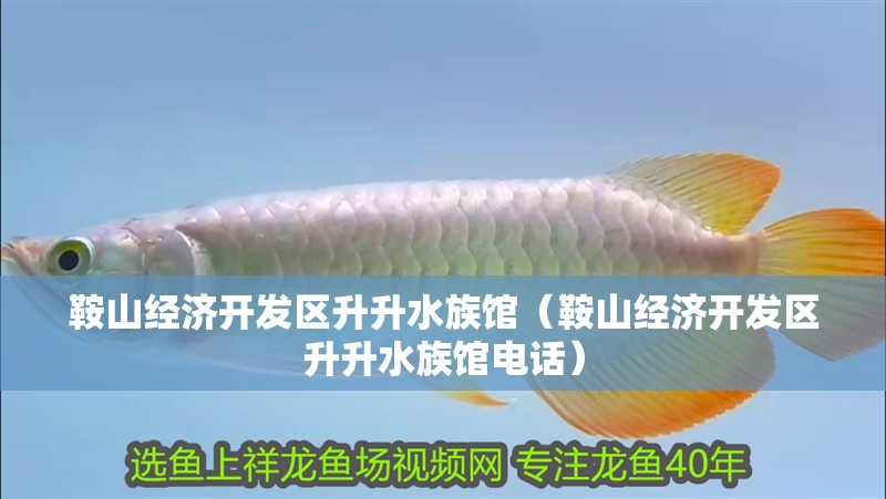 鞍山經濟開發區升升水族館（鞍山經濟開發區升升水族館電話）