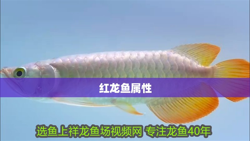 紅龍魚屬性