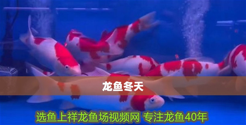 龍魚冬天