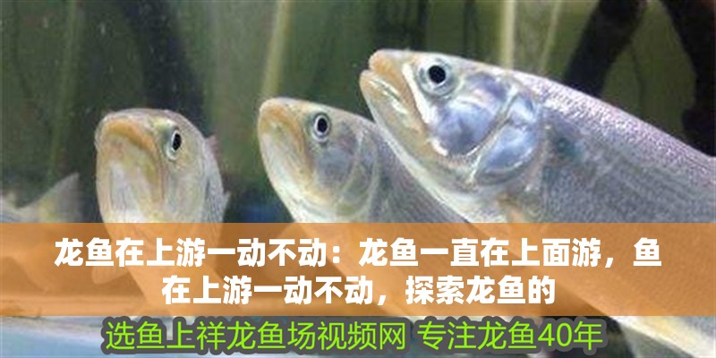 龍魚在上游一動(dòng)不動(dòng)：龍魚一直在上面游，魚在上游一動(dòng)不動(dòng)，探索龍魚的
