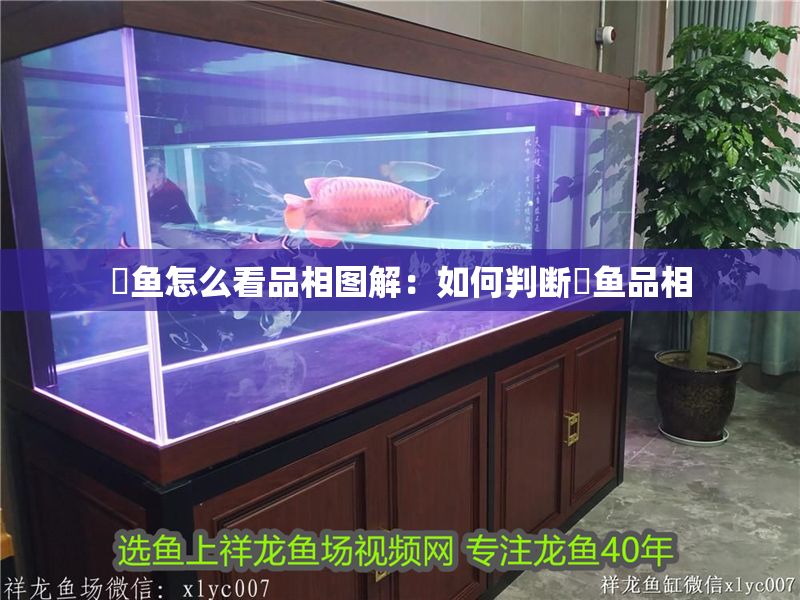 魟魚怎么看品相圖解：如何判斷魟魚品相 魟魚怎么看品相圖解：如何判斷魟魚品相 魟魚百科 第2張