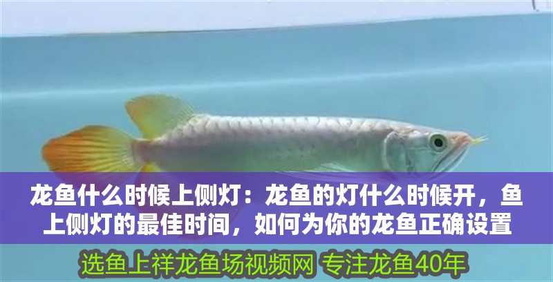 龍魚什么時候上側燈：龍魚的燈什么時候開，魚上側燈的最佳時間，如何為你的龍魚正確設置