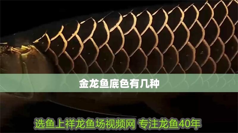 金龍魚底色有幾種